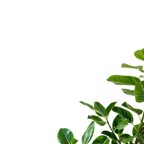 Leaf Decoration