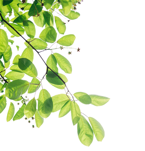 Botanical Flower Decoration