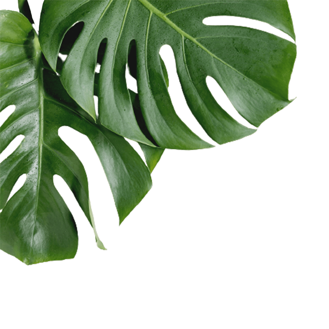 Monstera Leaf Decoration